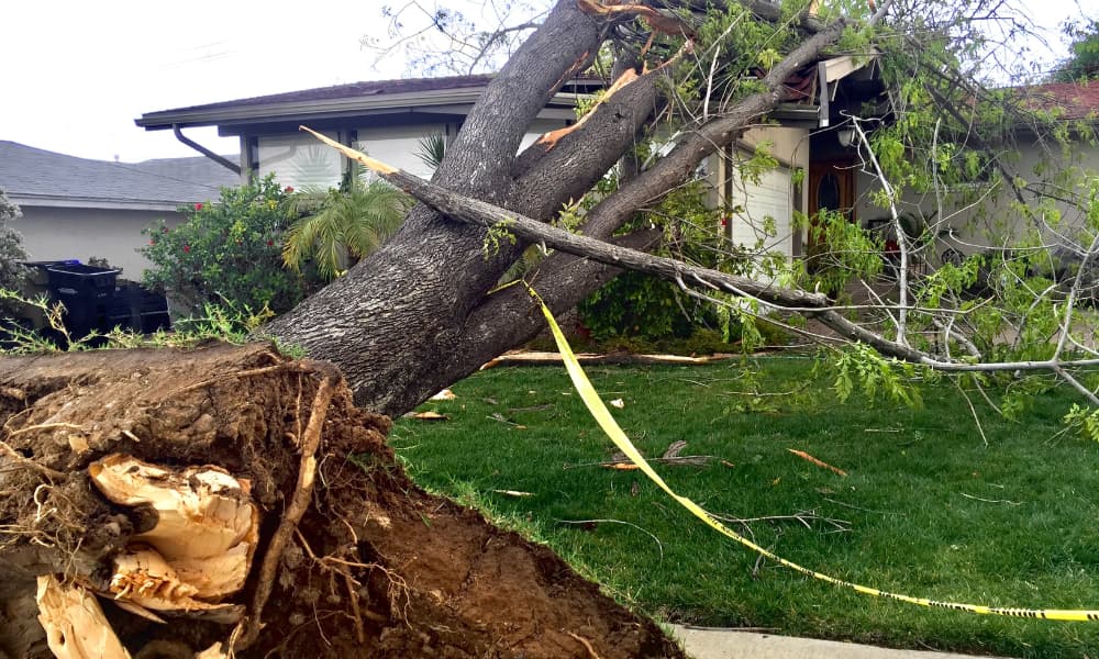 A house severely damaged by a storm-uprooted tree