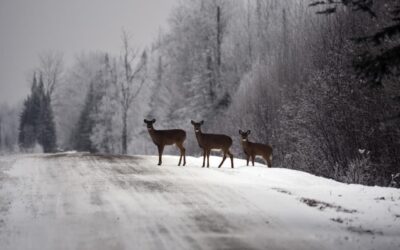 You Hit a Deer in New York. Now What? And Will Your Auto Insurance Pay?