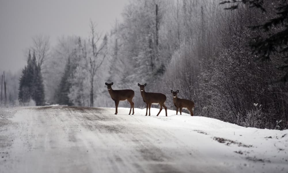 Three white-tailed deer stand beside a snow-covered rural road.
